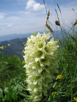 Yellow Bellflower (Campanula thyrsoides) on Mont Trelod