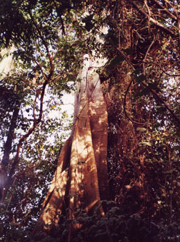 Giant Fig Tree at Bakau Crocodile Pool