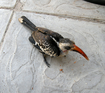 Red-billed Hornbill