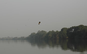 African Fish Eagle on River Gambia