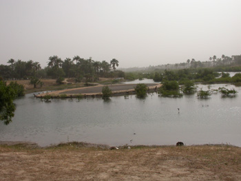 One of the browns at Fajara Golf Course