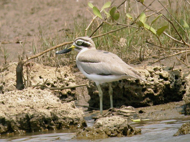 Great Thick-knee at Santa Cruz