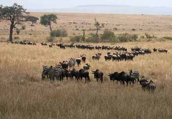 Masai Mara Migration