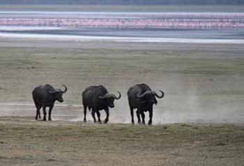 Buffalo at Lake Nakuru 