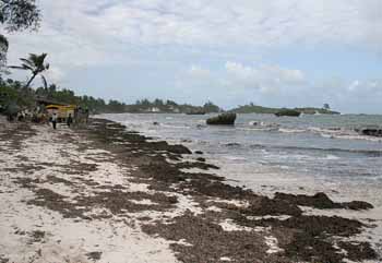 Turtle Bay Beach, Malindi, complete with seasonal seaweed