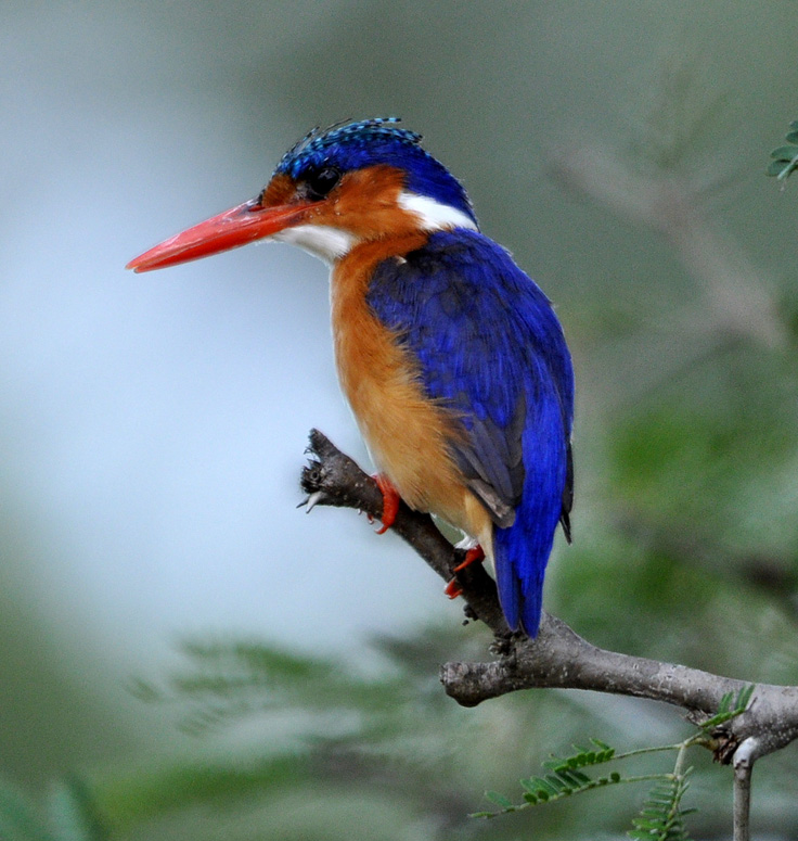 Kruger Bird Photos