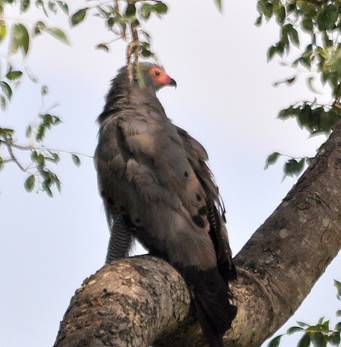 African Harrier Hawk