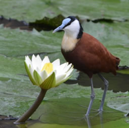 African Jacana