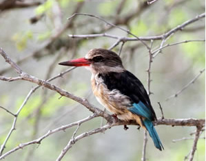 Brown-hooded Kingfisher