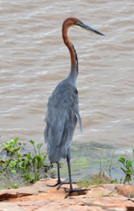 Goliath Heron