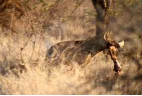 Hyena carrying the leg of some unfortunate beast - Click for larger image