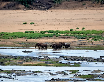 Elephant herd in the Kruger National Park