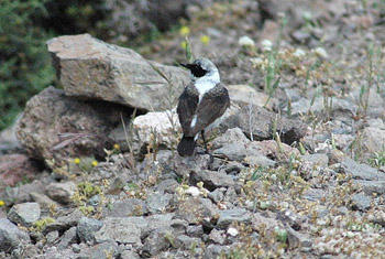 Black-eared Wheatear