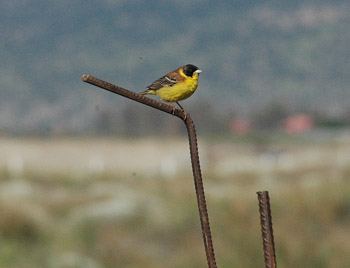 Black-headed Bunting