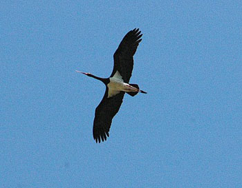 Black Stork