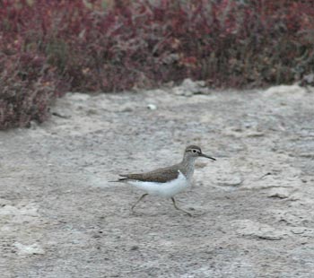 Common Sandpiper