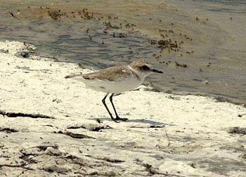 Kentish Plover