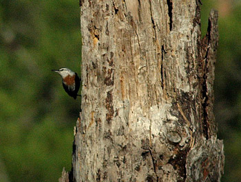 Kruper's Nuthatch