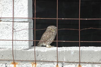 Little Owl