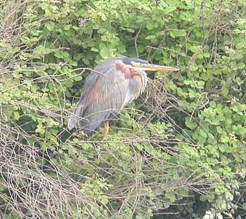 Purple Heron