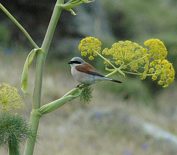 Red-backed Shrike