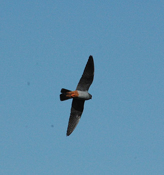 Red-footed Falcon