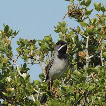 Ruppell's Warbler