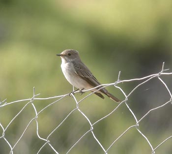 Spotted Flycatcher