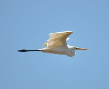 Great Egret