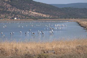 Kalloni Salt Works Flamingos