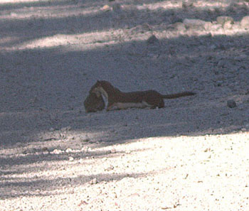 Hungry Weasel with a mouse