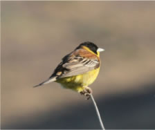 Black-headed Bunting - click for larger image