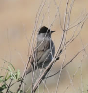 Blackcap - click for larger image