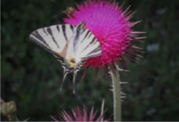 Scarce Swallowtail - Iphiclides podalirius - click for larger image