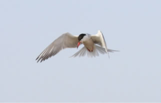 Common Tern - click for larger image