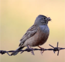 Cretzschmar's Bunting - click for larger image