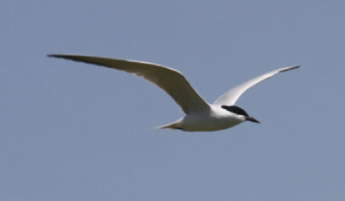 Gull-billed Tern - click for larger image