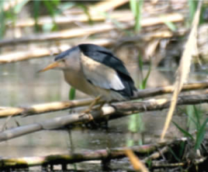 Little Bittern - click for larger image