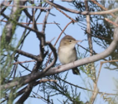 Oliveaceous Warbler - click for larger image