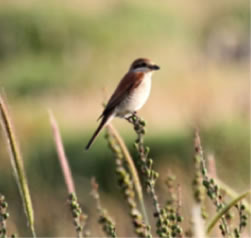 Red-backed Shrike - click for larger image