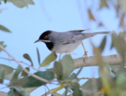 Ruppell's Warbler - click for larger image