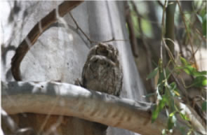 Scops Owl - click for larger image