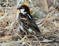 Spanish Sparrow