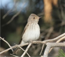 Spotted Flycatcher - click for larger image
