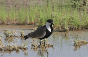 Spur-winged Lapwing - click for larger image