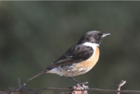 Stonechat- click for larger image