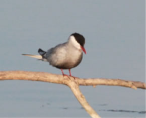 Whiskered Tern