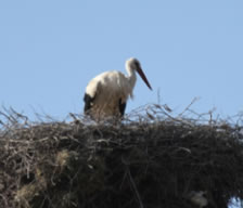 White Stork - click for larger image