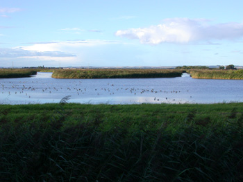Blacktoft Sands RSPB Reserve lagoons