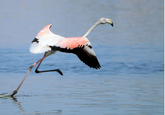 Adult Flamingo taking off